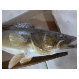Walleye Mount