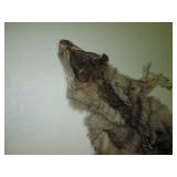 Wolf fur pelt rug or wall decor...