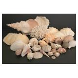 Large Shell & Coral Collection