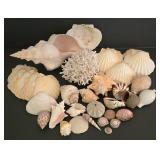 Large Shell & Coral Collection