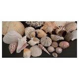 Large Shell & Coral Collection
