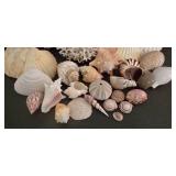 Large Shell & Coral Collection