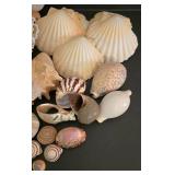 Large Shell & Coral Collection