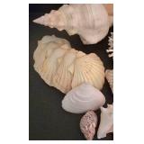 Large Shell & Coral Collection