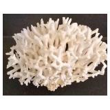Large Shell & Coral Collection