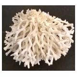 Large Shell & Coral Collection