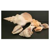 Large Shell & Coral Collection