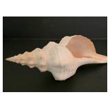 Large Shell & Coral Collection