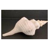 Large Shell & Coral Collection