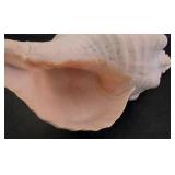 Large Shell & Coral Collection