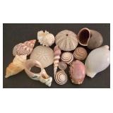 Large Shell & Coral Collection