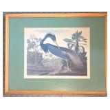 Framed 1990s Louisiana Heron by Audubon, Print