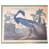 Framed 1990s Louisiana Heron by Audubon, Print