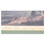 Framed 1990s Louisiana Heron by Audubon, Print