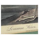 Framed 1990s Louisiana Heron by Audubon, Print