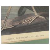 Framed 1990s Louisiana Heron by Audubon, Print