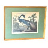 Framed 1990s Louisiana Heron by Audubon, Print