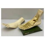 Vintage INDOCIN (Indomethacin/MSD) Anatomical Foot Model 8" L x 7 1/2" H x 4 1/2" Wide