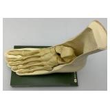 Vintage INDOCIN (Indomethacin/MSD) Anatomical Foot Model 8" L x 7 1/2" H x 4 1/2" Wide