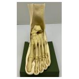 Vintage INDOCIN (Indomethacin/MSD) Anatomical Foot Model 8" L x 7 1/2" H x 4 1/2" Wide