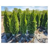 Emerald Green Arborvitae 5