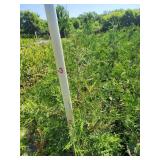 White Cedar Tree - 3