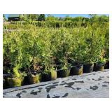 White Cedar Tree - 3