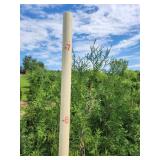 Hetz Wintergreen Arborvitae 7