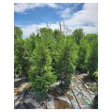 Hetz Wintergreen Arborvitae 7