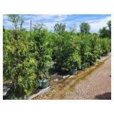 Hetz Wintergreen Arborvitae 7