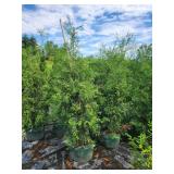 Hetz Wintergreen Arborvitae 7