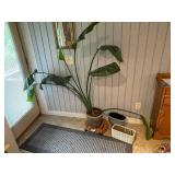 Live Indoor Plant in Ceramic Planter with Additional Pots