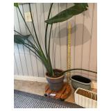 Live Indoor Plant in Ceramic Planter with Additional Pots