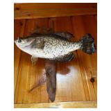 Mounted Fish Taxidermy Display on Wooden Plaque