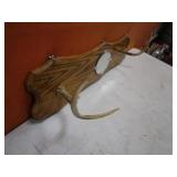Deer Antler Gun Rack/Coat Rack 9"x36"