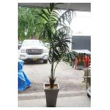 Kentia Palm tree
