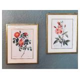 "Rosa Indica Vulgaris" and "Rosier d Amour" Prints by Pierre-Joseph Redoute