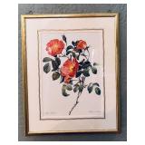 "Rosa Indica Vulgaris" and "Rosier d Amour" Prints by Pierre-Joseph Redoute