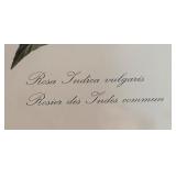 "Rosa Indica Vulgaris" and "Rosier d Amour" Prints by Pierre-Joseph Redoute