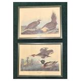 "Cock of the Plains" and "Red-Breasted Morgansor"