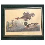 "Cock of the Plains" and "Red-Breasted Morgansor"