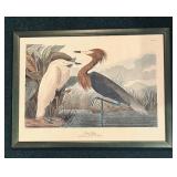 "Purple Heron", "Shoveller Duck" and "Spruce Grouse" Prints by John James Audubon