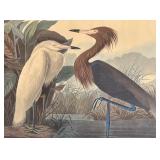 "Purple Heron", "Shoveller Duck" and "Spruce Grouse" Prints by John James Audubon