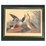 "Purple Heron", "Shoveller Duck" and "Spruce Grouse" Prints by John James Audubon