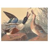 "Purple Heron", "Shoveller Duck" and "Spruce Grouse" Prints by John James Audubon