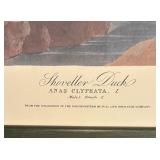 "Purple Heron", "Shoveller Duck" and "Spruce Grouse" Prints by John James Audubon