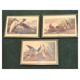 "Purple Heron", "Shoveller Duck" and "Spruce Grouse" Prints by John James Audubon
