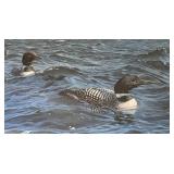 Signed Limited Edition Print by Bruce Miller