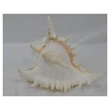 Large Ramose Spiny Murex Decorative Seashell