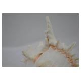 Large Ramose Spiny Murex Decorative Seashell